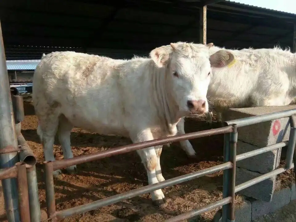 肉牛主要常见病的防治技术（二）——牛支原体肺炎