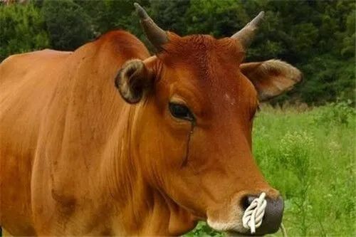 肉牛主要常见病的防治技术（四）——疾病防治