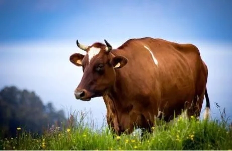 肉牛饲养管理（五）——肉牛育肥期的饲养管理
