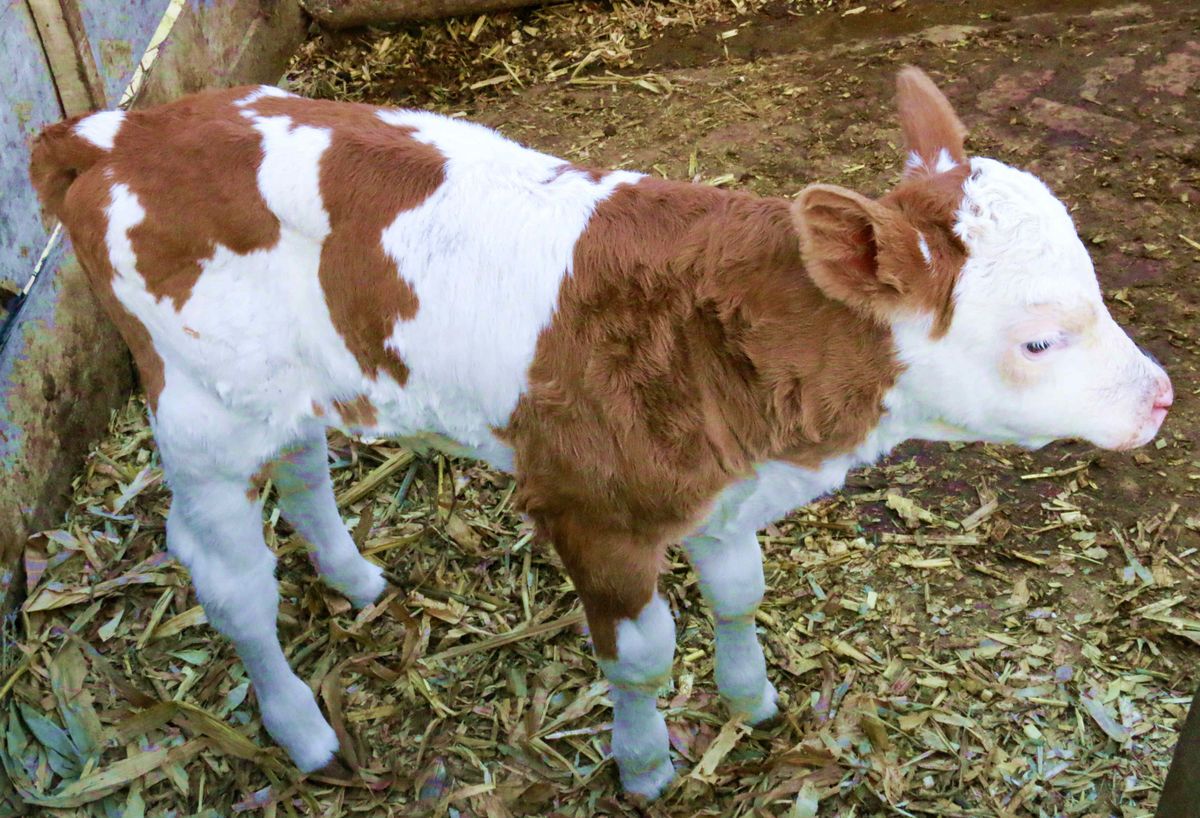 肉牛主要常见病的防治技术（一）——犊牛腹泻