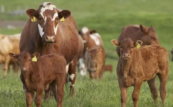 肉牛饲养管理（三）——种用育成牛饲养管理