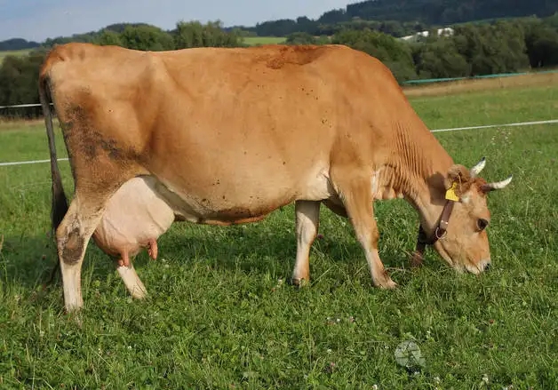 肉牛饲养管理（一）——母牛的饲养管理